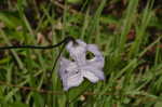 Swamp leather flower